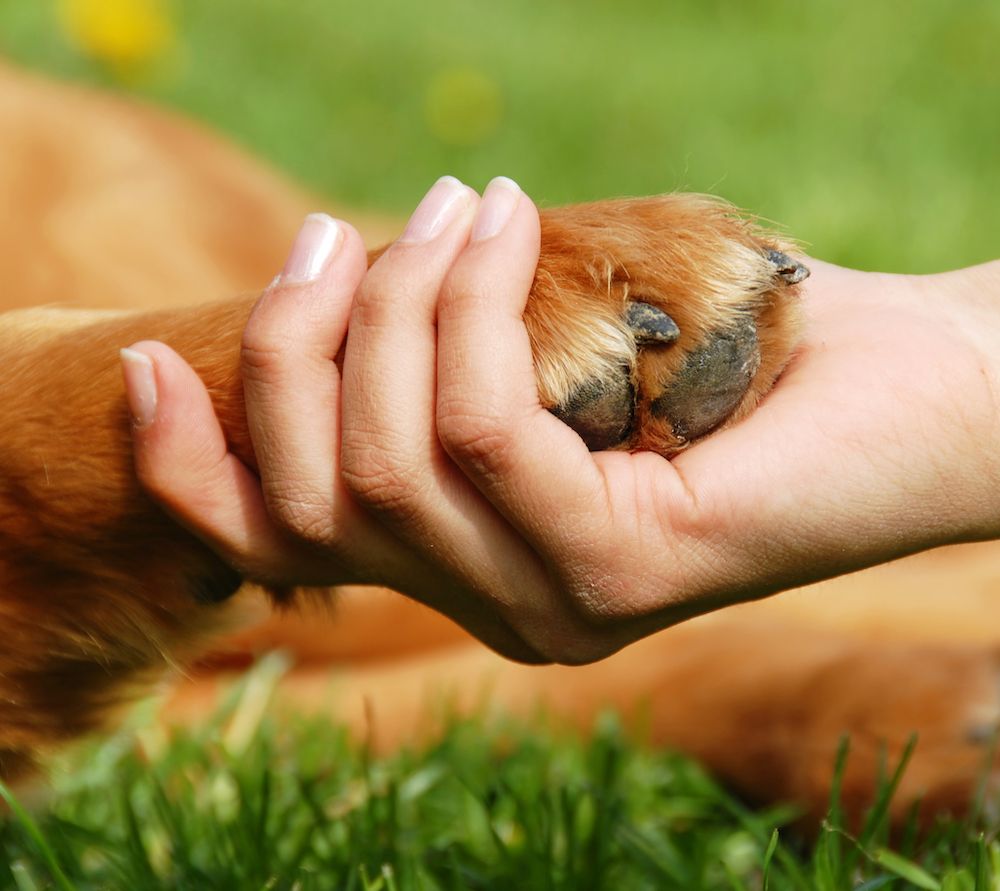 Let's Make a Deal, Dog